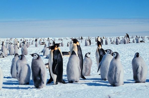<br />
						97% видов животных могут погибнуть в Антарктиде к концу века