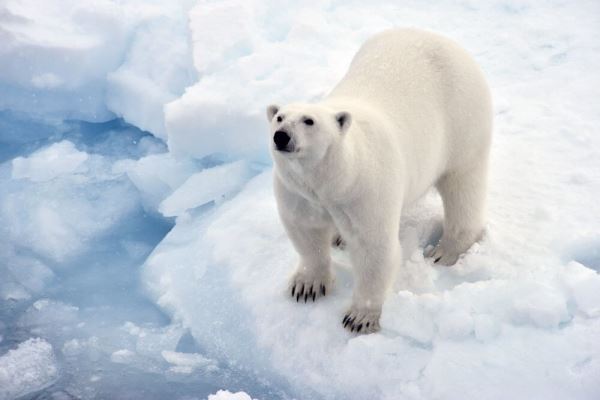 <br />
						В Канаде за пять лет популяция белых медведей уменьшилась на четверть