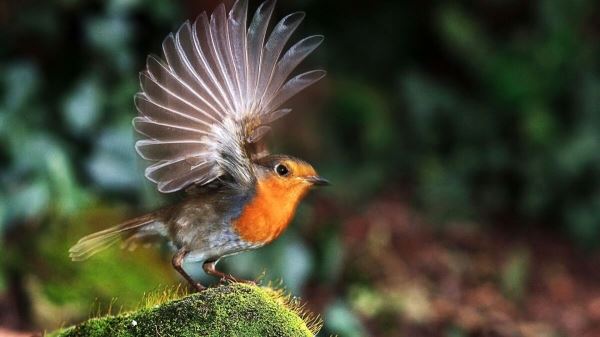 <br />
						Исследование: шум уличного движения делает птиц более агрессивными