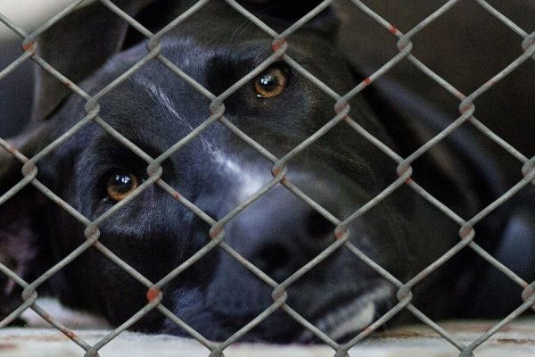 <br />
						В Якутске из-за инфекции хотят убить почти тысячу бездомных собак