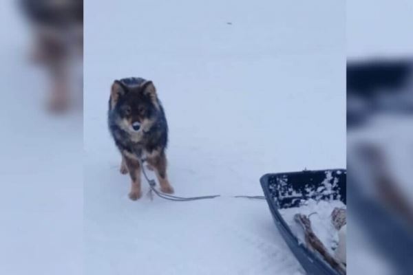 <br />
						В Якутии собака помогла спасти пострадавшего рыбака