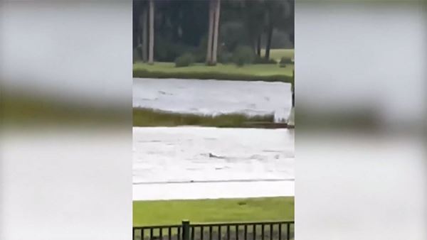Акула заплыла на улицу города в результате урагана во Флориде<br />
