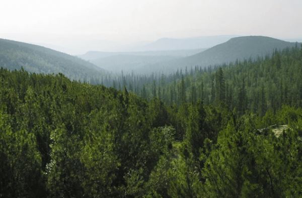 <br />
						В Иркутской области увеличат объёмы лесовосстановления