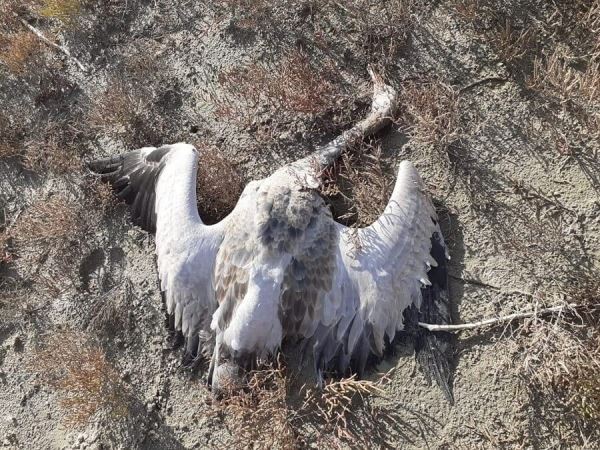 <br />
						Дикие звери и птицы продолжают гибнуть – новые случаи зарегистрированы в Краснодарском крае