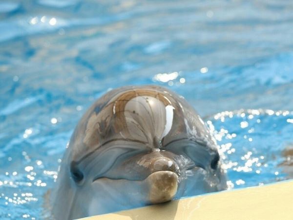 <br />
						В первом чтении принят закон о запрете вылова дельфинов