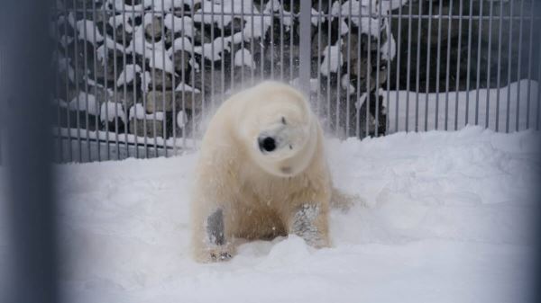 <br />
						Медведь Диксон повалялся в настоящем снегу