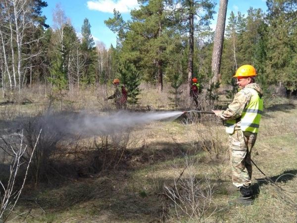 <br />
						В Бузулукском бору восстановят сгоревший участок леса