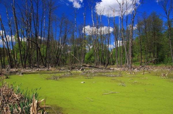 <br />
						ВООП займется проблемой высыхания липецких болот