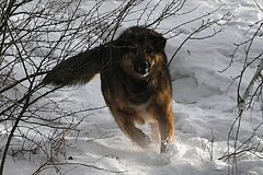 Российскую пенсионерку насмерть загрызли домашние собаки